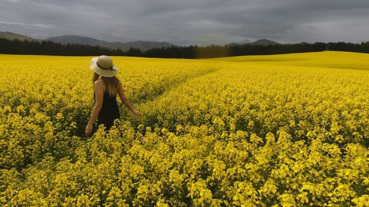woman in a floral field