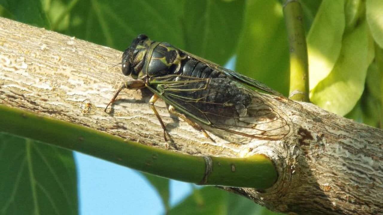 summer cicada