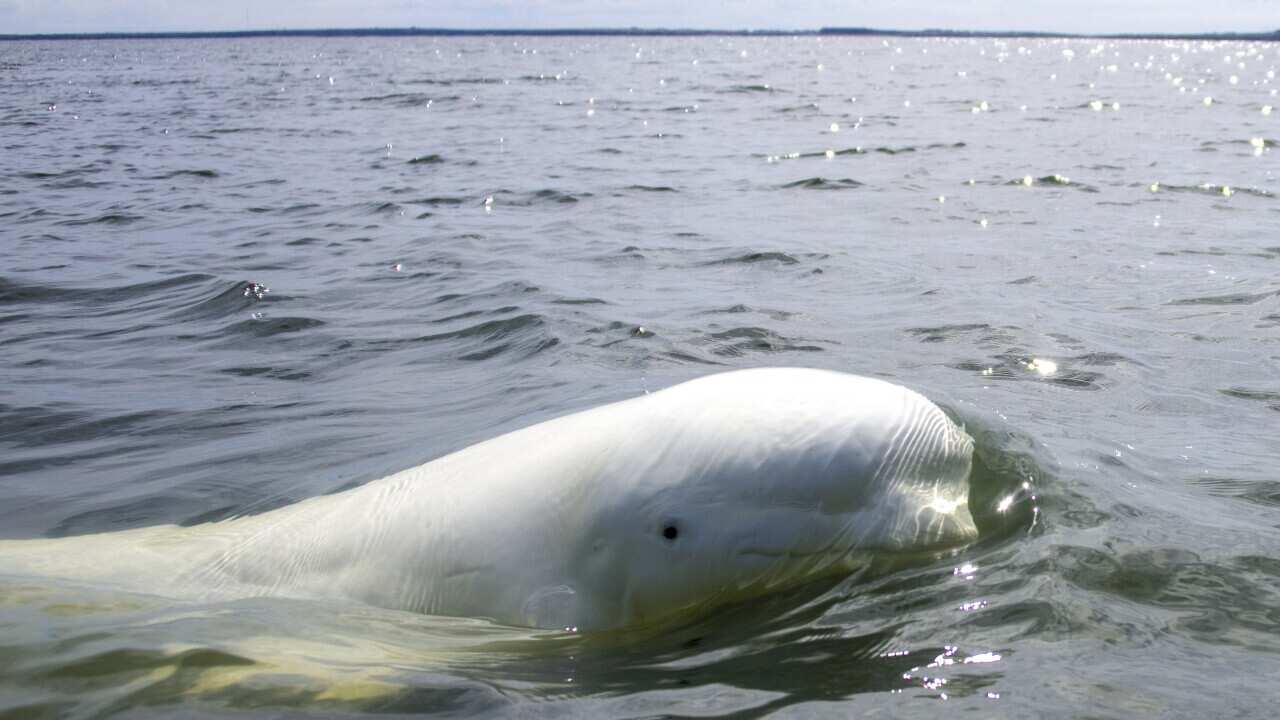 ENVIRONMENT-CLIMATE-OCEANOGRAPHY-NATURE