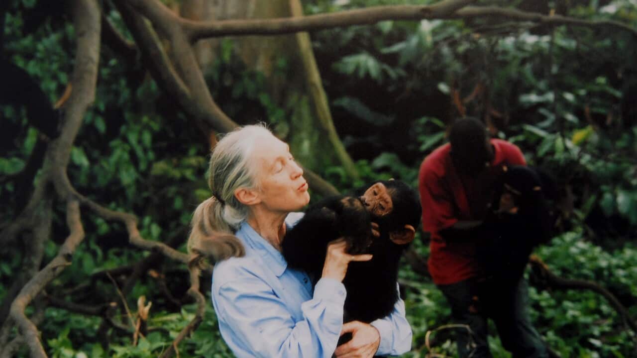 Jane Goodall, English primatologist, ethologist, and anthropologist, with a chimpanzee in her arms, c. 1995