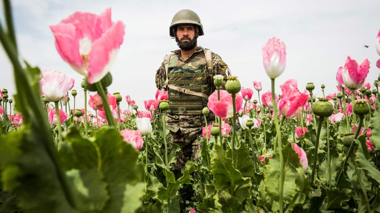 Afghan soldier in poppyfield getty.jpg