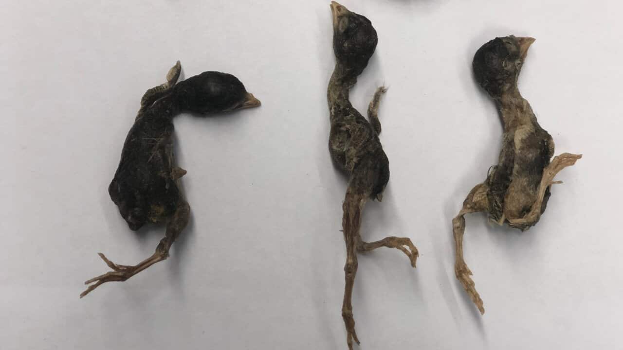 Australian Biosecurity