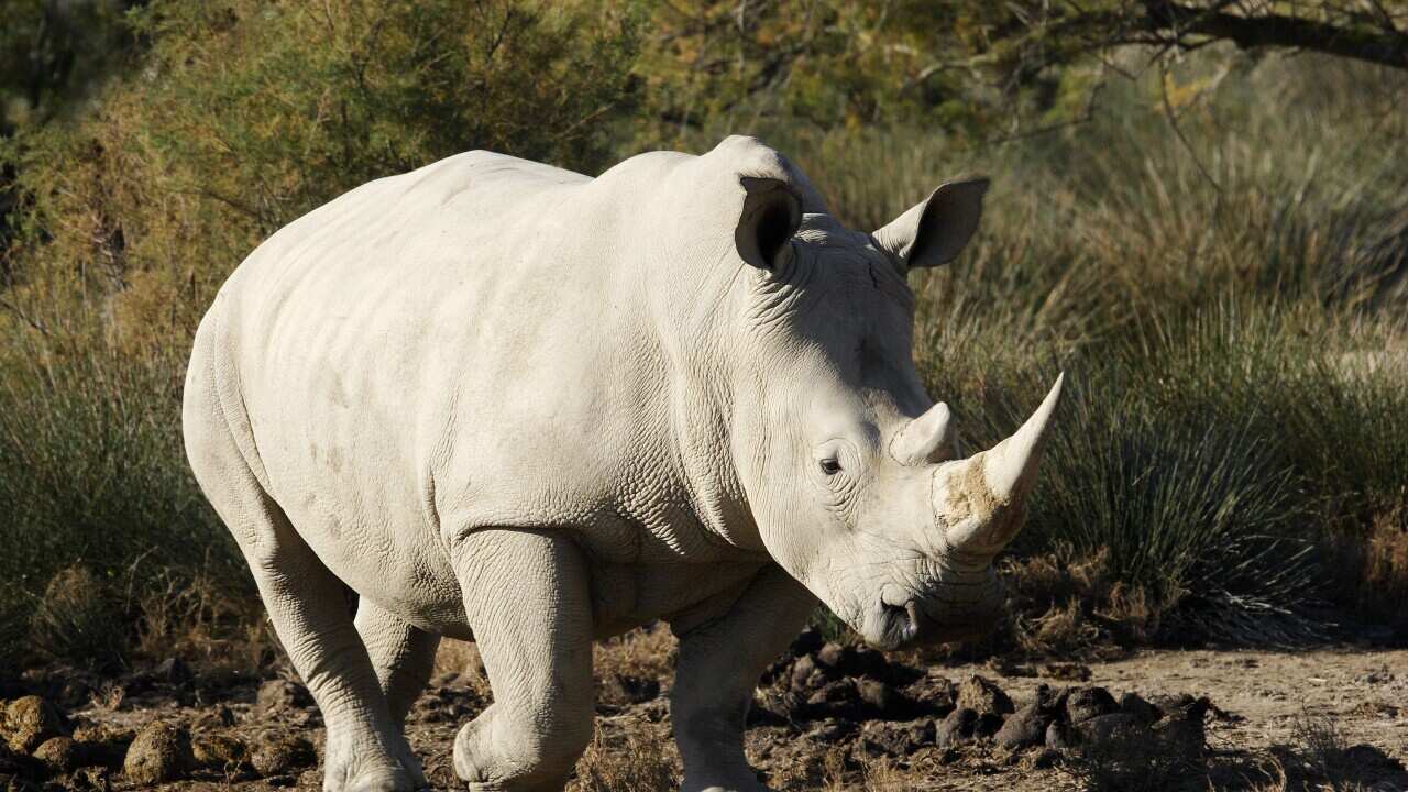 White Rhinoceros (Ceratotherium simum) (AAP/Mary Evans/Ardea/M. Watson) | NO ARCHIVING, EDITORIAL USE ONLY