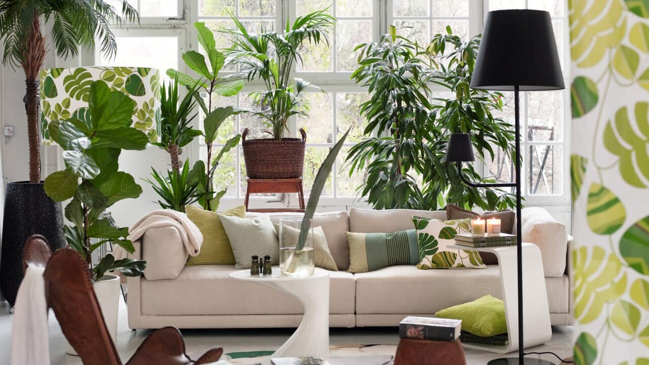 Living room with potted plants