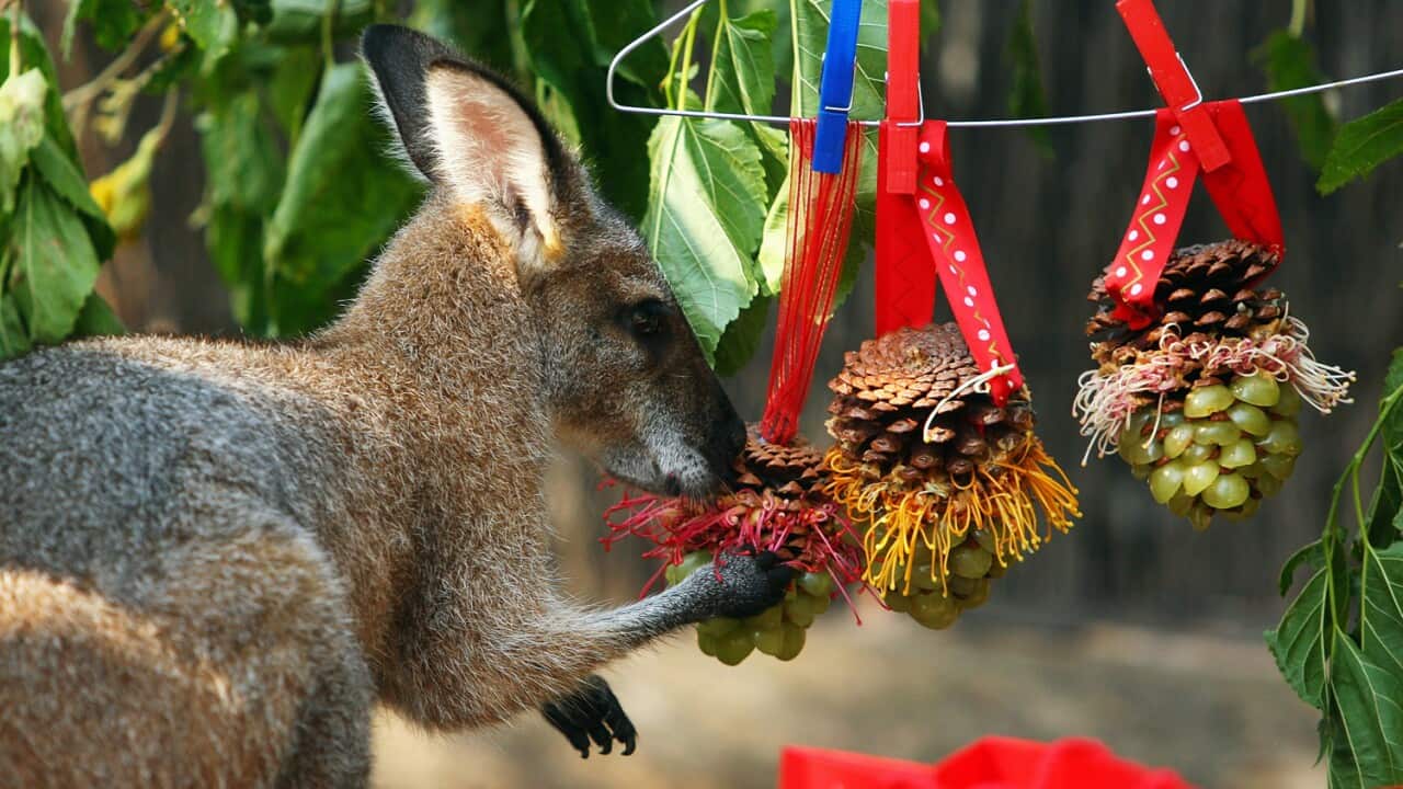 Does January 26 have a culinary tradition?