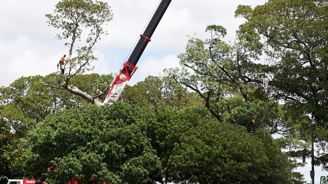 Arborists are seen lopping trees on Anzac Parade in Randwick