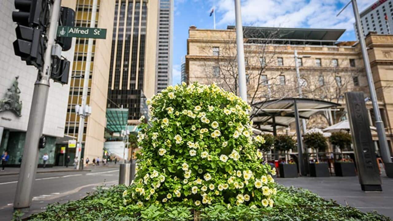 Circular Quay, Sydney - 8th September 2016. Sydney’s streets will blossom with vibrant floral displays as part of the City’s Living Colour extravaganza.