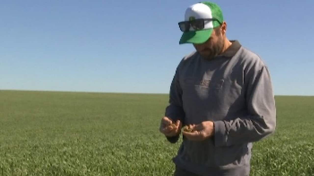 South Australian farmer Paul Bammonn