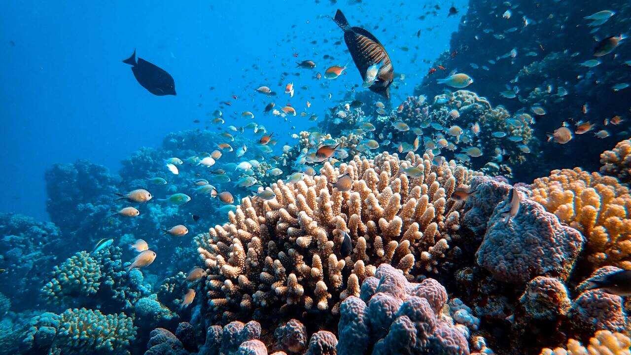 Great Barrier Reef.