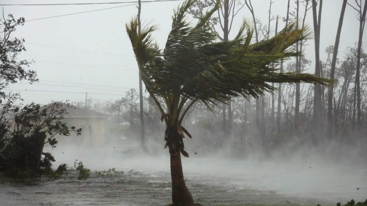 Strong wind from Hurricane Dorian lashes trees Freeport, Grand Bahama