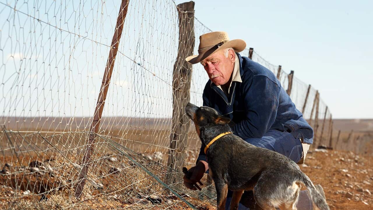 AUSTRALIA DINGO FENCE