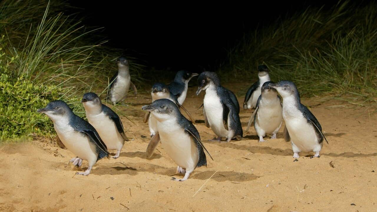 Phillip Island Nature Park, Phillip Island, VIC