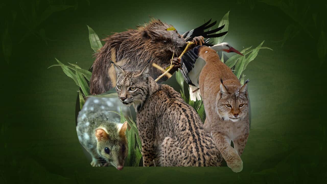 Various animals on a green background, with green leaves between them. The animals are an eastern quoll, Iberian lynx, Eurasian lynx, white stork and beaver.