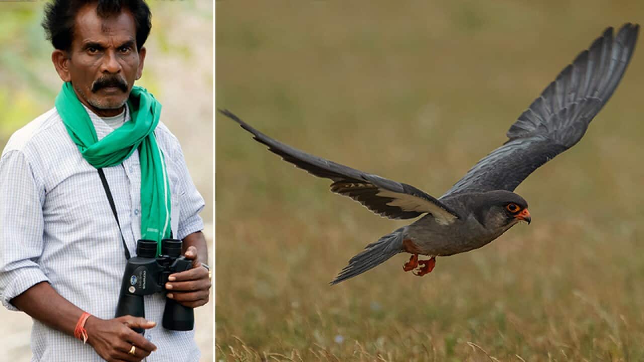 Pal Pandi, the Birdman and a Bird in Koothankulam