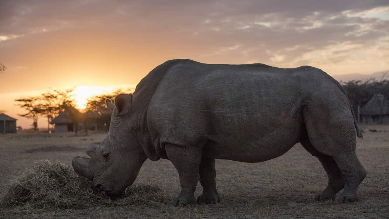 Sudan, the last male northern white rhino, who died March 20 at the Ol Pejeta Conservancy in Kenya.