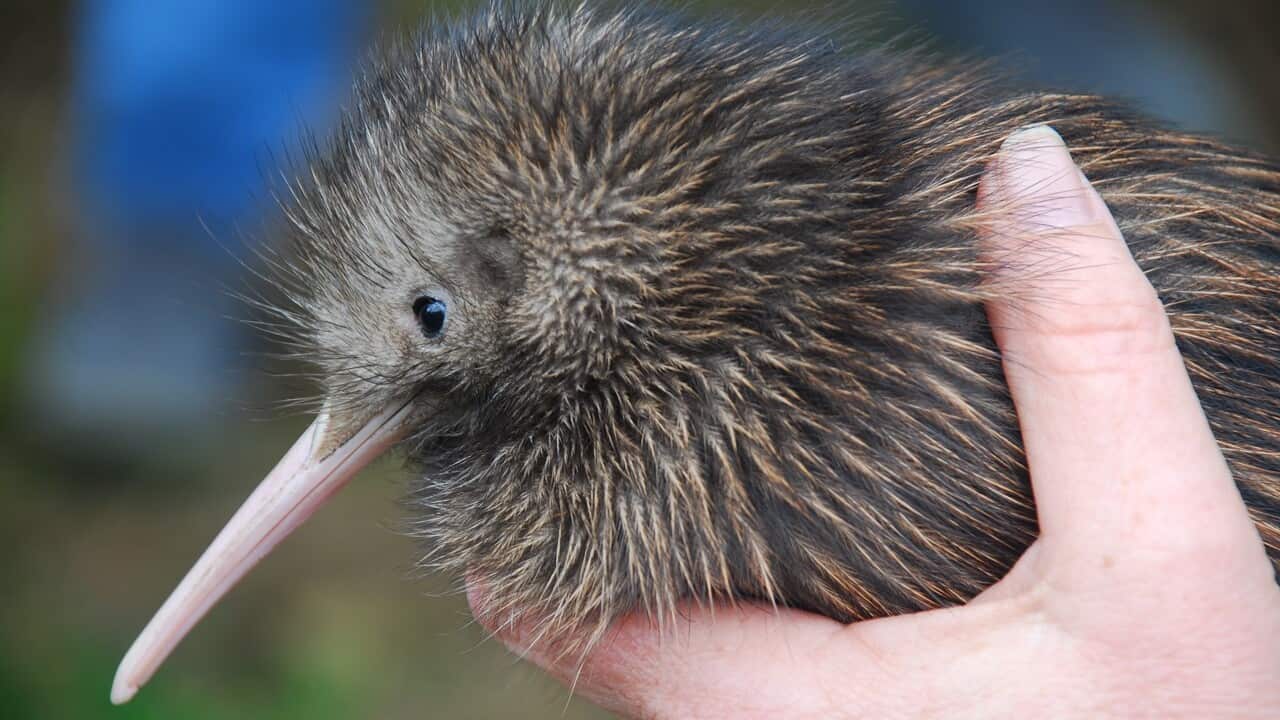 Kiwi bird.