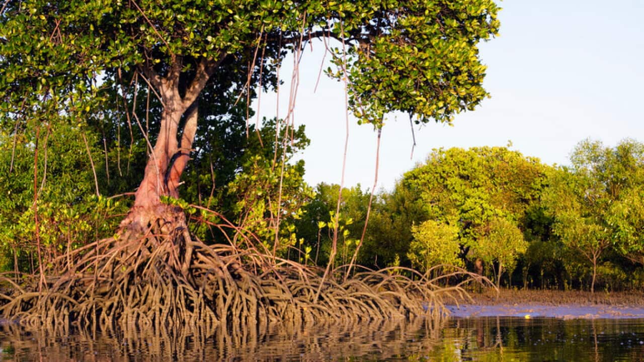 Red Mangroves - showing distinctive prop roots which support the main trunk (Rhizophora stylosa)