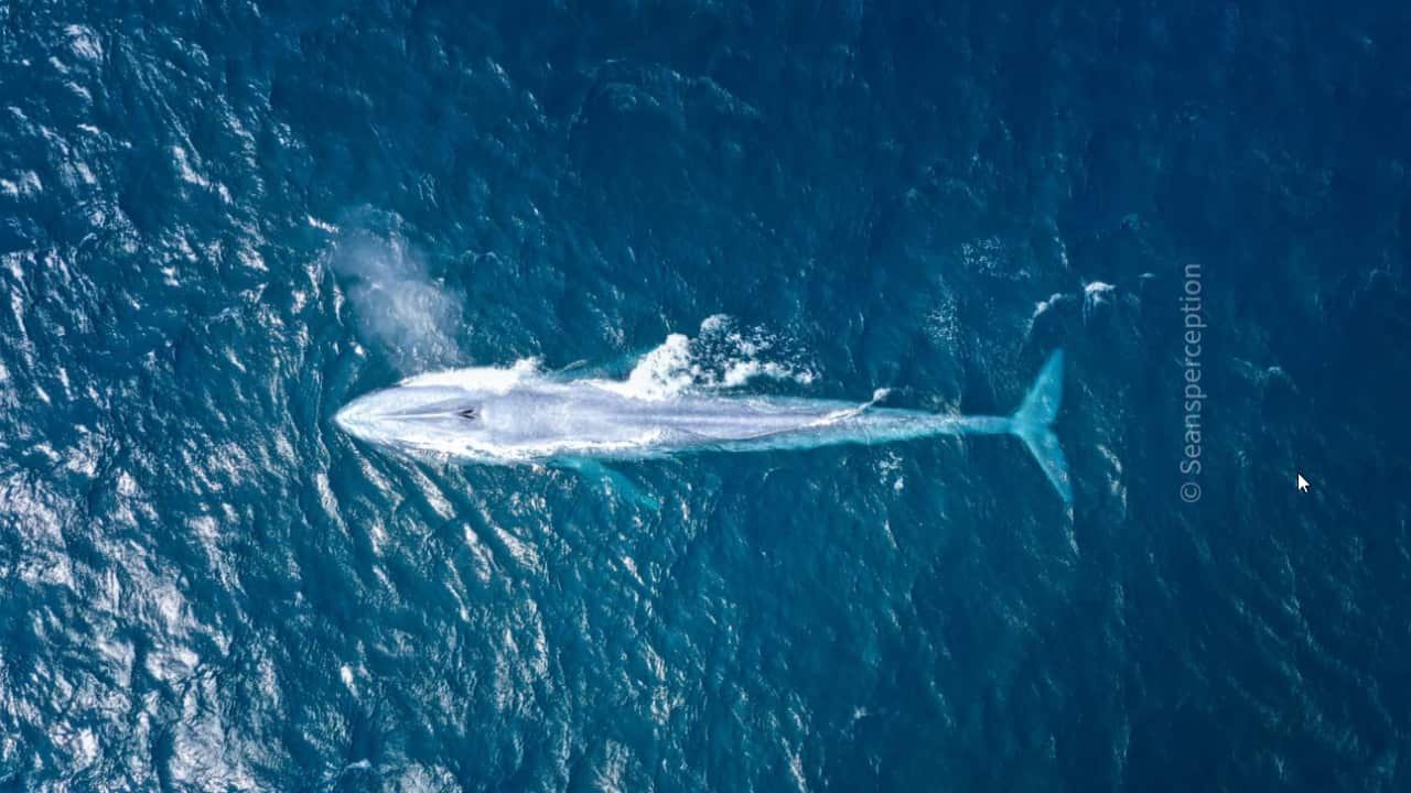 A blue whale has been caught on camera off the Sydney coastline.
