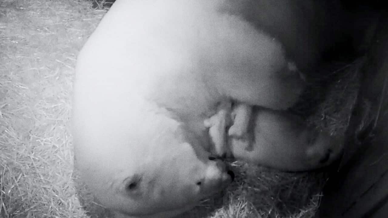 Sea World polar bear Liya and her two cubs