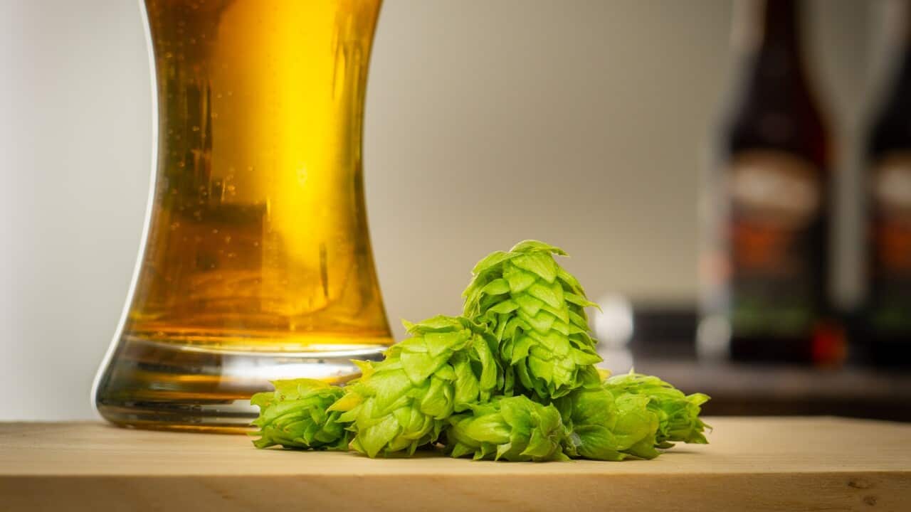Fresh organic hops and a glass of beer (Getty)