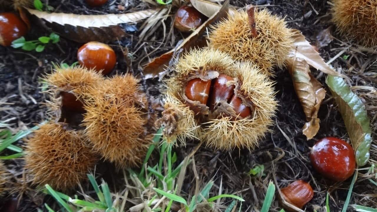 Chestnut