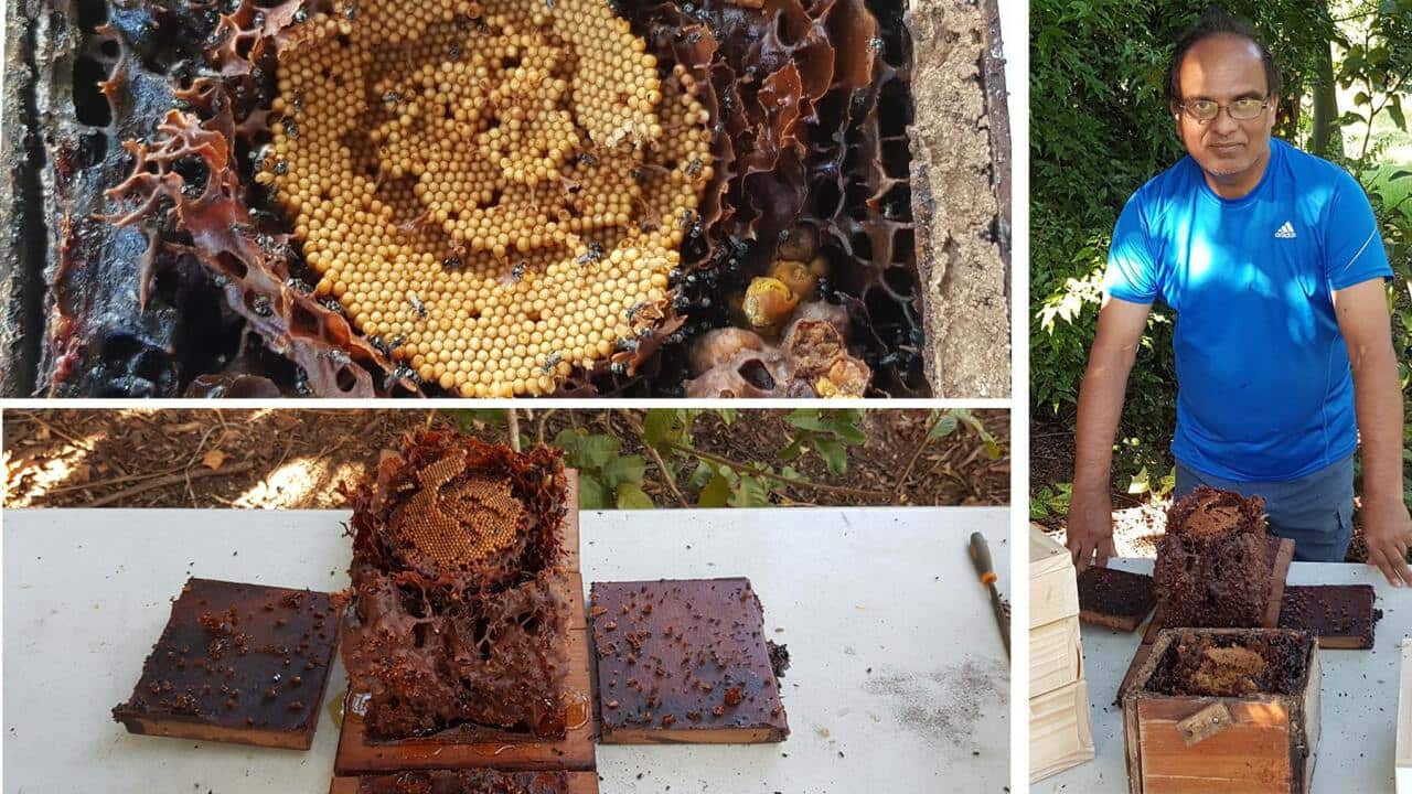 honey bee farming