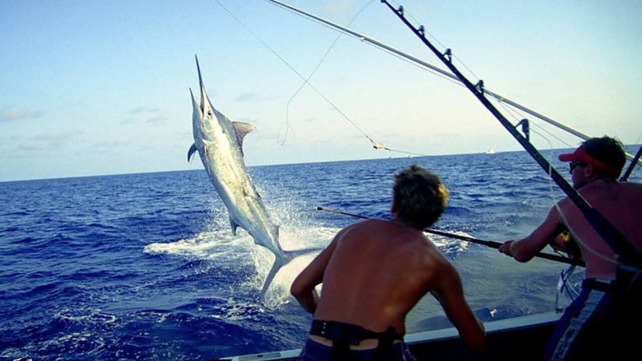 A giant black marlin taking to the air after being hooked.