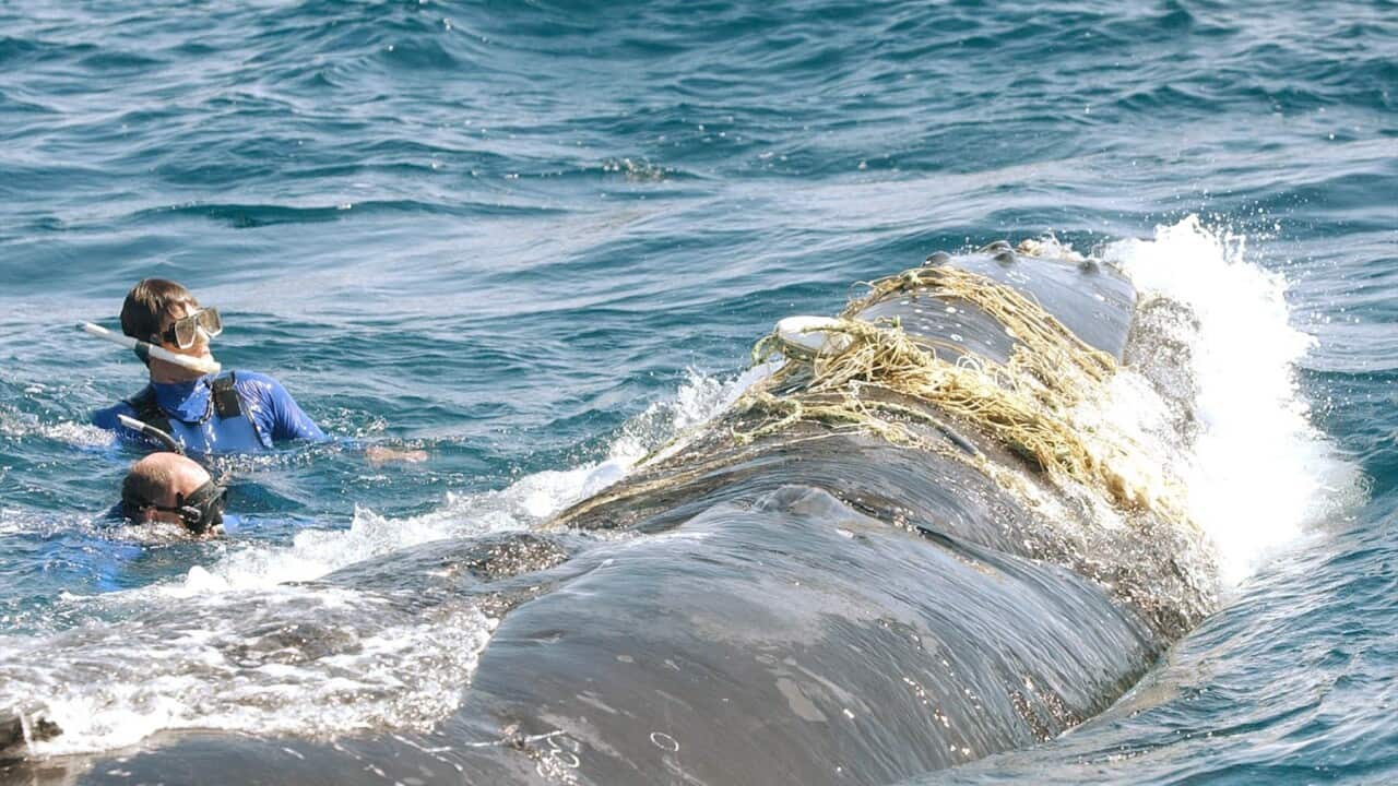 AUSTRALIA WHALE RESCUE