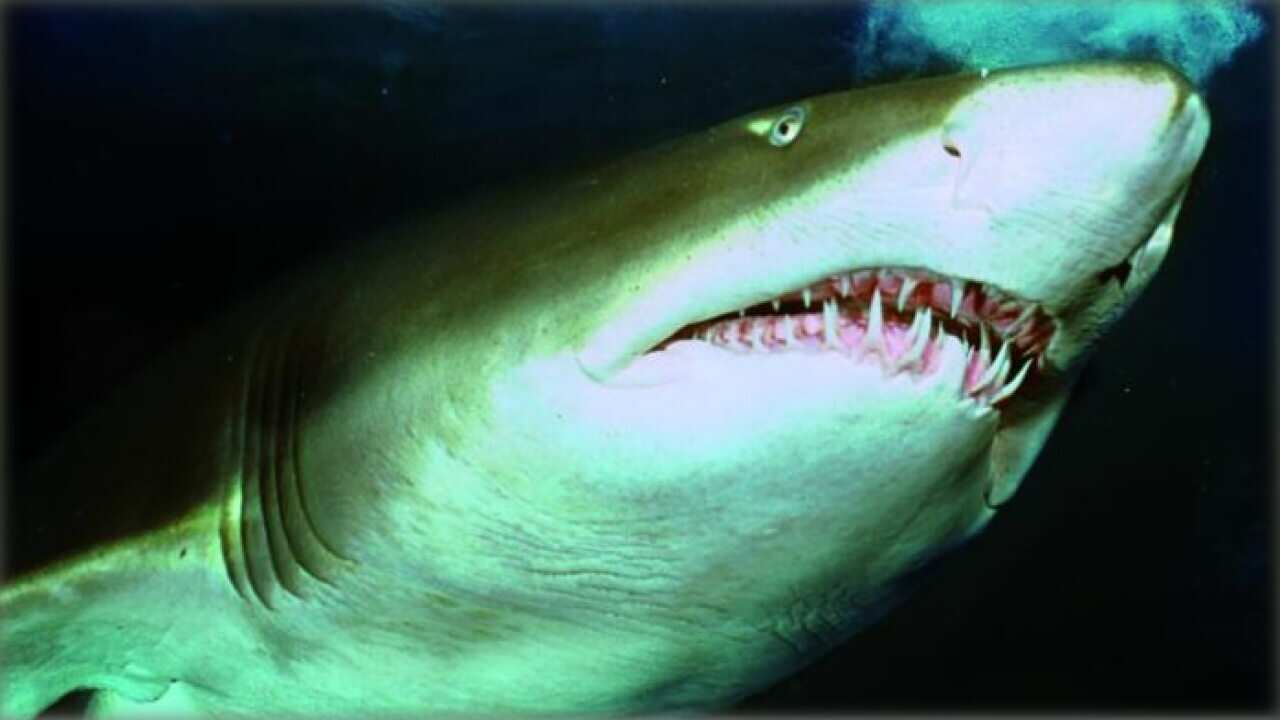 Shark