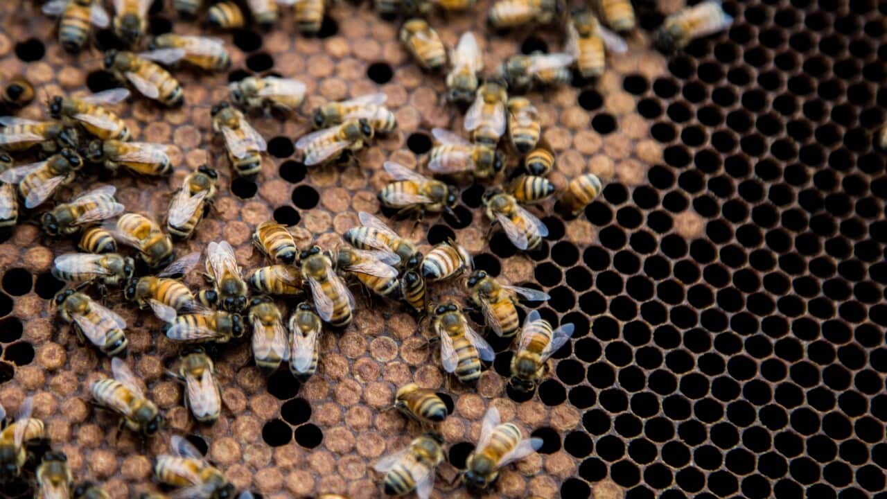 epa08622281 Bees seen in a hive in Manhattan in New York, New York, USA, 19 August 2020 (Issued 24 August 2020). Andrew, son and grandson of bee keepers, takes care of 108 hives distributed in 28 buildings in New York City. EPA/Alba Vigaray