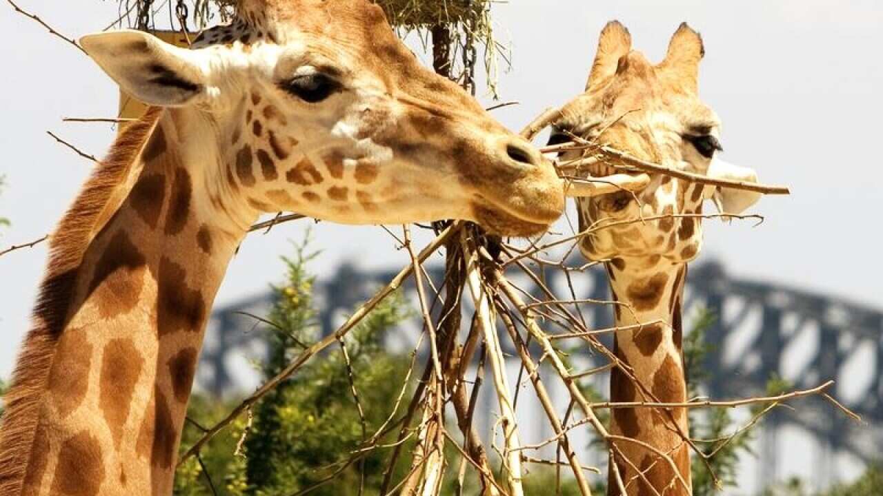 Giraffes feed at Taronga Zoo