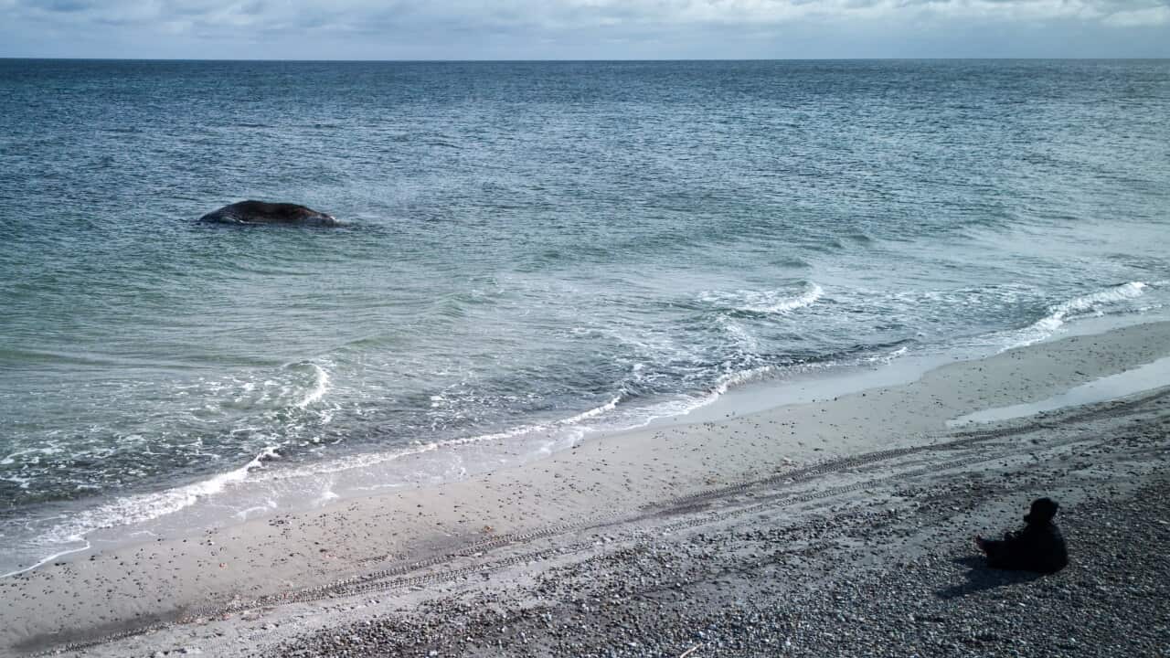 Dead whale discovered off Danish island of Anholt