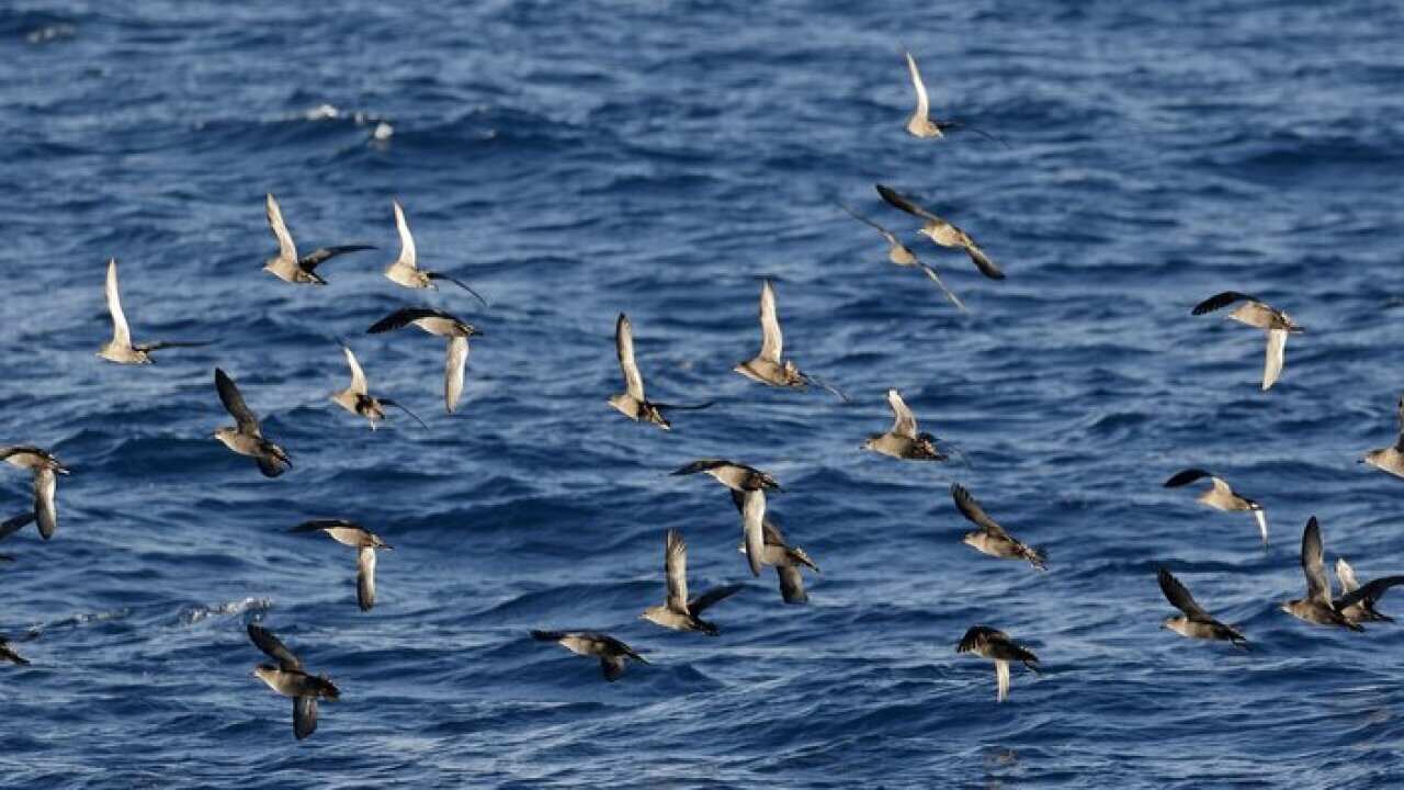 Mutton Birds in Victoria