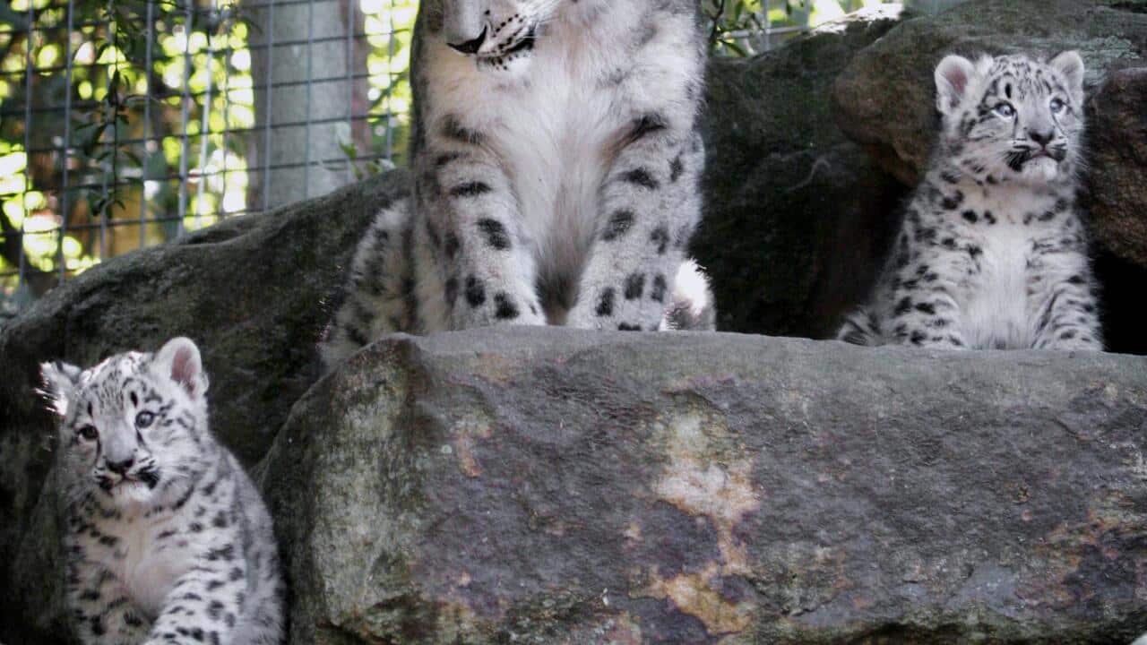 snow_leopard_aap.jpg