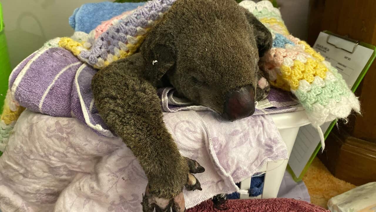 A burns patient at Taree Koala Hospital