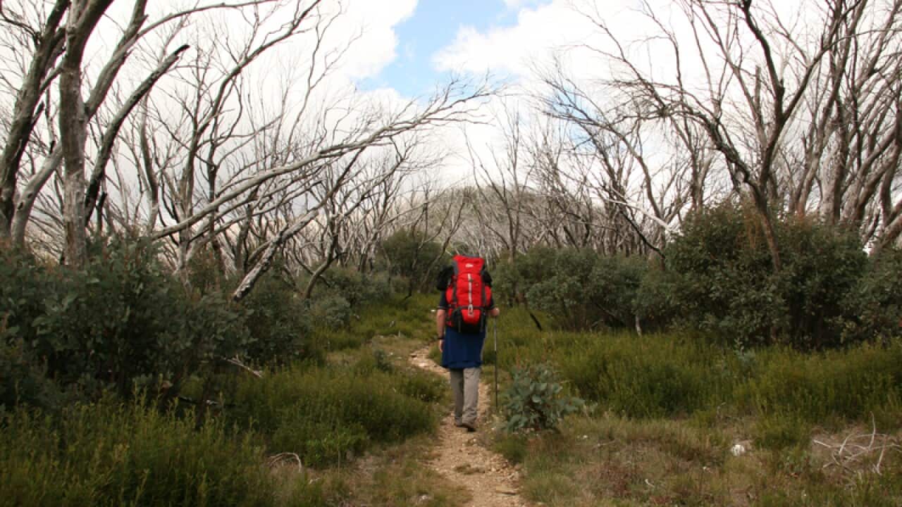 A hiker on the trail