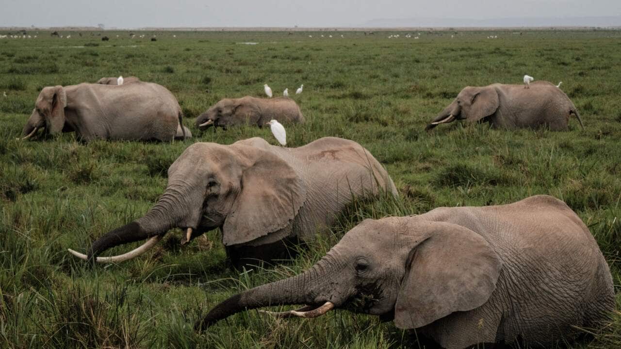 A small group of elephants walk together through tall grass