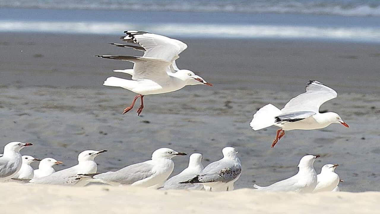 Seagulls