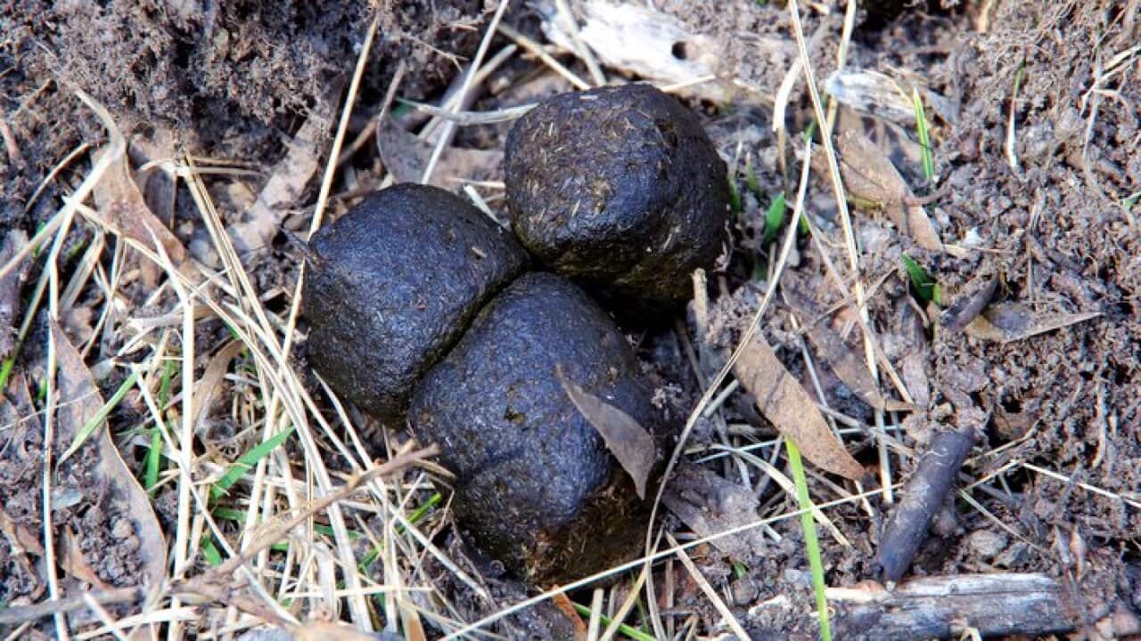 Wombat Kot im Kosciuszko National Park, New South Wales, Australia