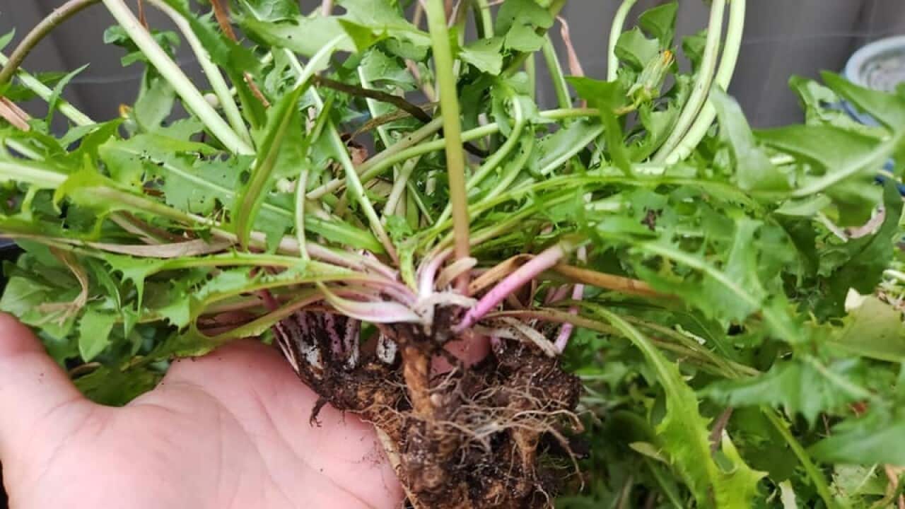 dandelion main photo.jpg