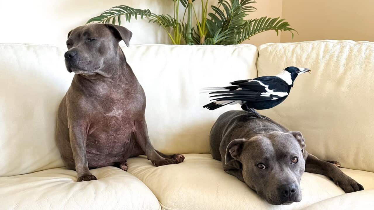 Two grey dogs on a white couch. One is sitting and the other is lying down. The one lying down has a magpie sitting on its back.