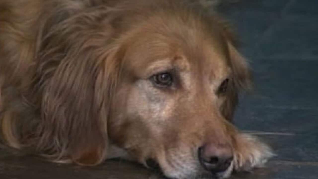 diamond_wating_dog_100315_B_CNN_2099773037