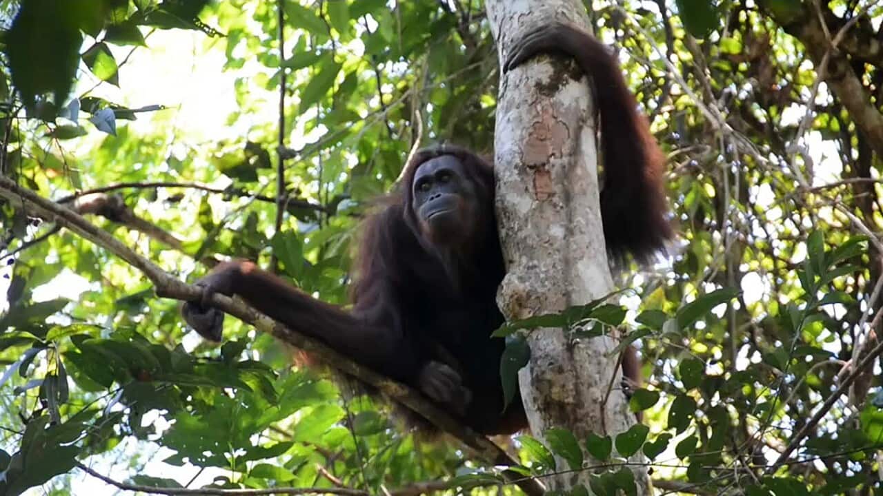 One of the released Orangutans