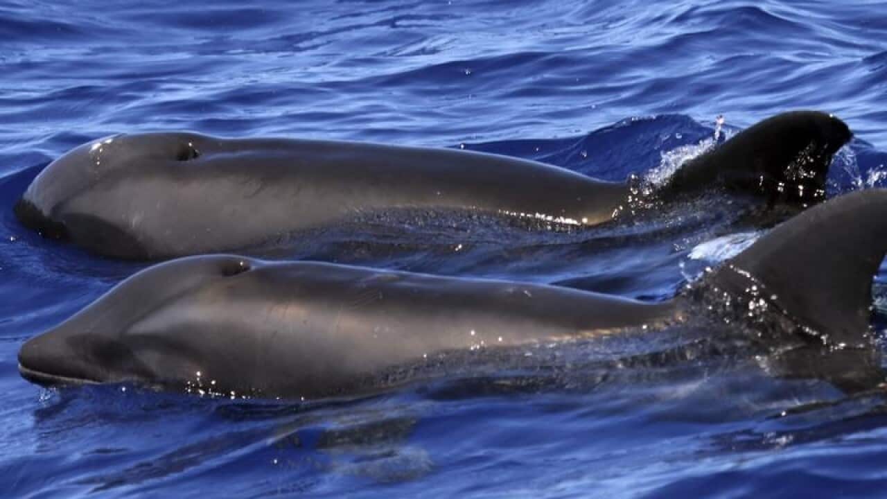 The dolphin hybrid and a melon-headed whale.