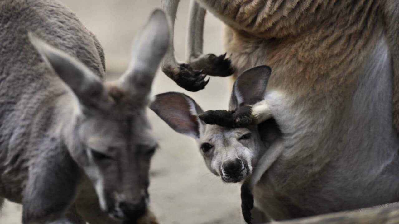 Kangaroos