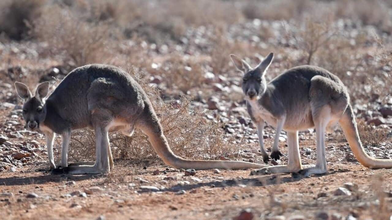 Kangaroos are seen near the White Cliffs Hotel in Whitecliffs, NSW
