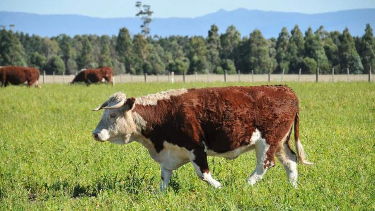 Tasmania's dairy cows are world famous (flickr - Atsushi Kase / )