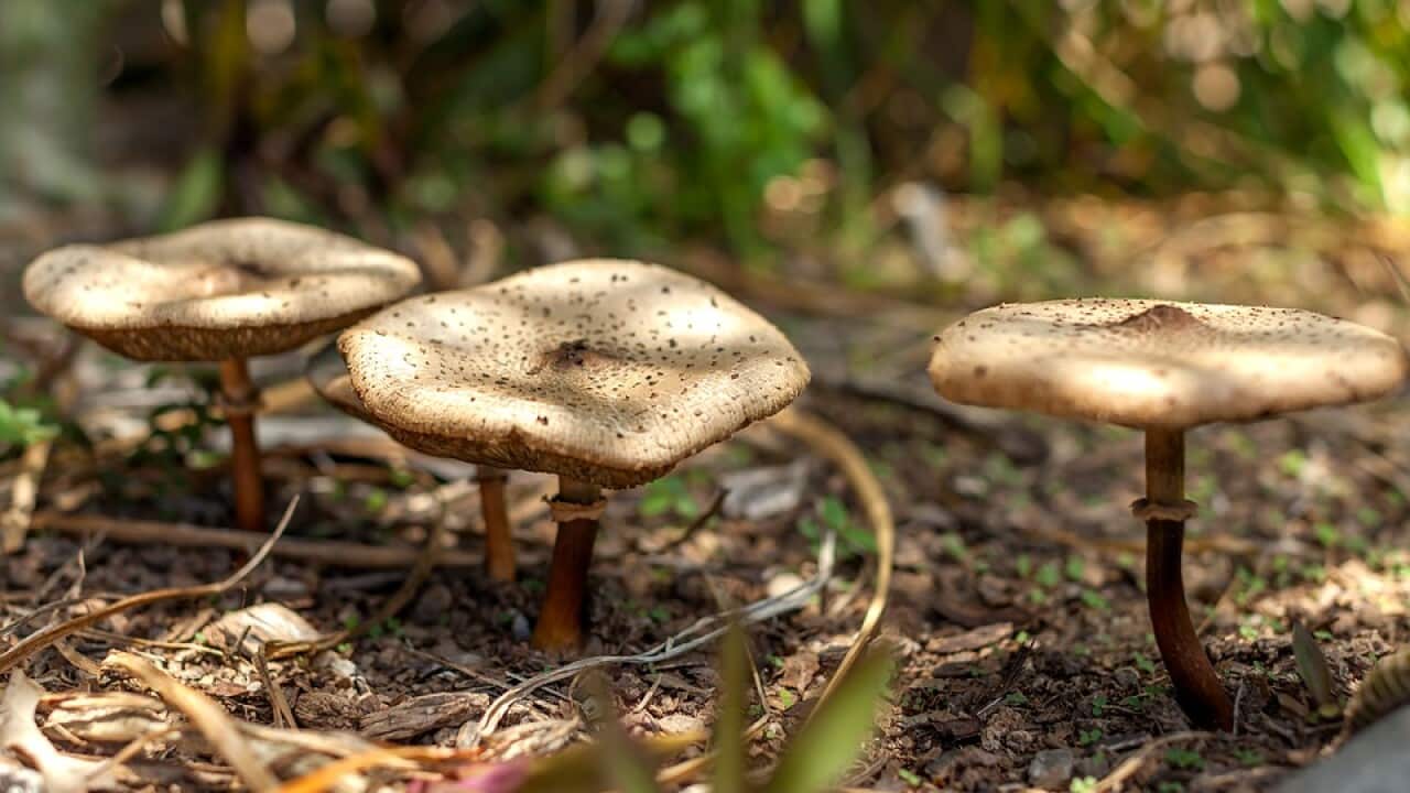 Mushrooms in Townsville