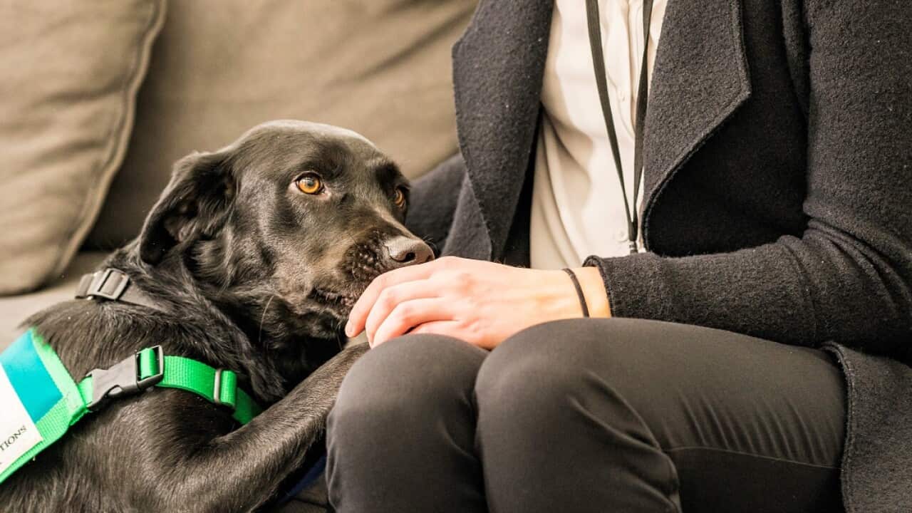 Coop helps with stress and anxiety.