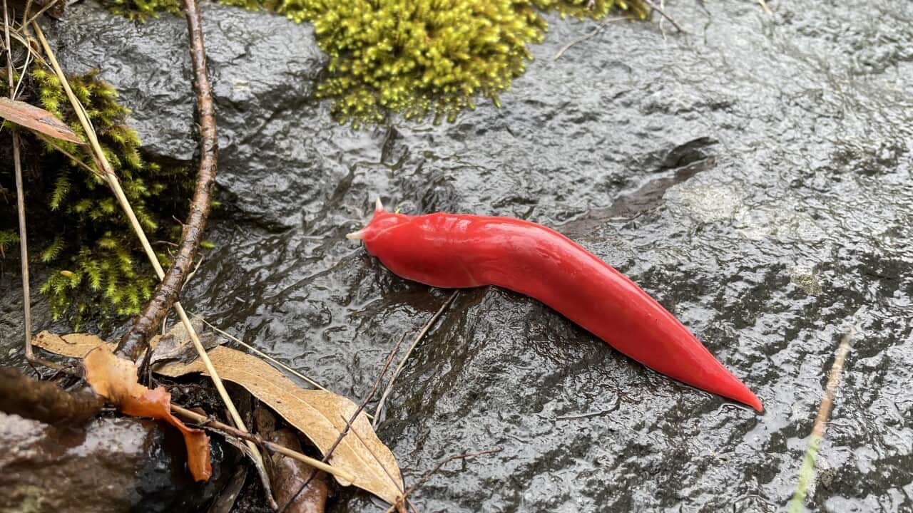 Pink Slug AFawcett Dec24 IMG_7482.jpg